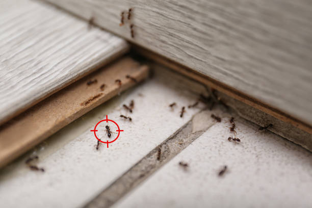 Best Commercial Pest Control Services  in Lake Placid, FL