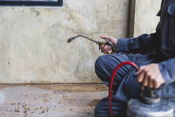 Best Local Pest Control Services  in Lake Placid, FL